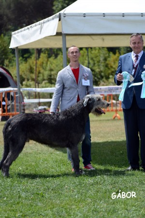 International Dog Show Pisa – Sighthound  Specialty - Tommy dei Mangialupi got BOB
