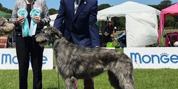 International Dog Show Pisa - Sighthound  Specialty  Urania dei Mangialupi got  CAC, CACIB, BOS   and become Italian Champion