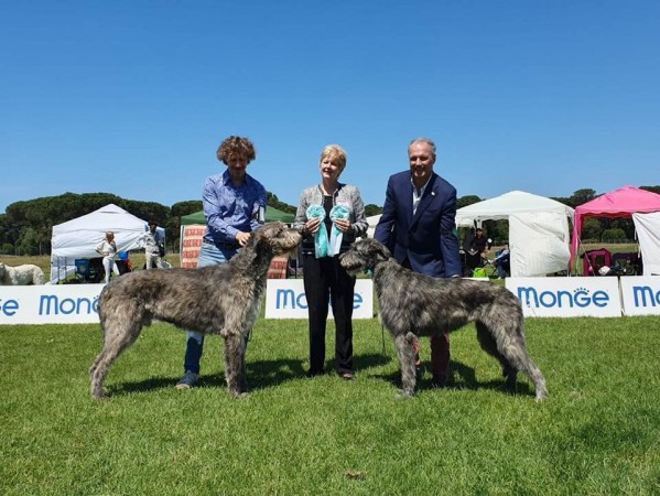 International Dog Show Pisa - Sighthound  Specialty  Urania dei Mangialupi got  CAC, CACIB, BOS   and become Italian Champion