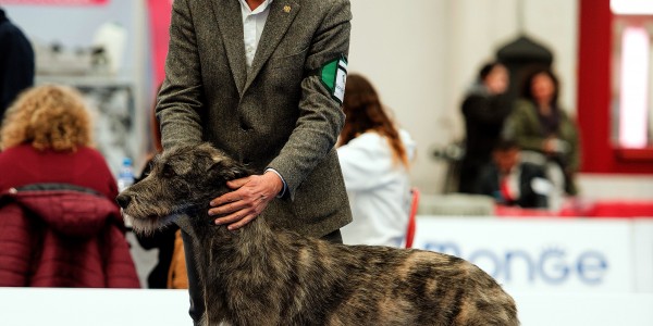 International Dog Show Reggio Emilia  - Sighthound Specialty  Urania dei Mangialupi got CAC and BOS
