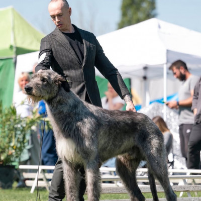 International  Dog Show San Zeno (Arezzo) 🇮🇹