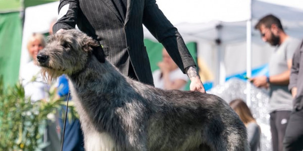 International  Dog Show San Zeno (Arezzo) 🇮🇹