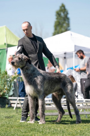 International  Dog Show San Zeno (Arezzo) 🇮🇹