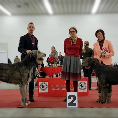 International dog show Zagreb - Tommy dei Mangialupi BOB