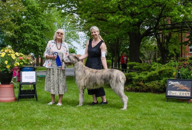 Irish Wolfhound Club of Canada - 17th Québec Regional Specialty  - June 1, 2019