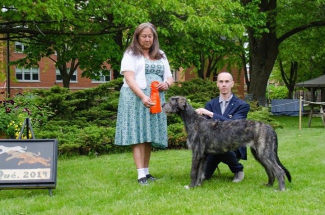 Irish Wolfhound Club of Canada - 17th Québec Regional Specialty  - June 1, 2019