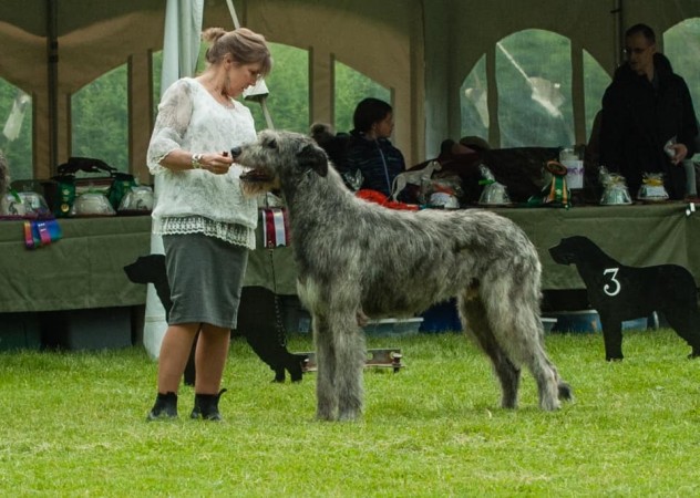 Irish Wolfhound Club of Canada - 17th Québec Regional Specialty  - June 1, 2019