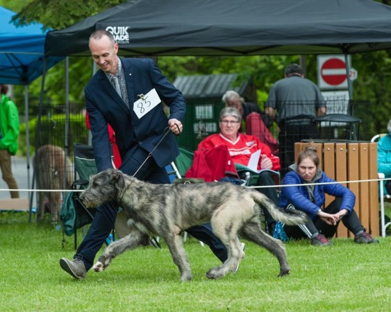 Irish Wolfhound Club of Canada - 17th Québec Regional Specialty  - June 1, 2019