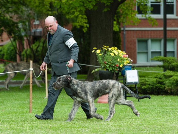 Irish Wolfhound Club of Canada - 17th Québec Regional Specialty  - June 1, 2019