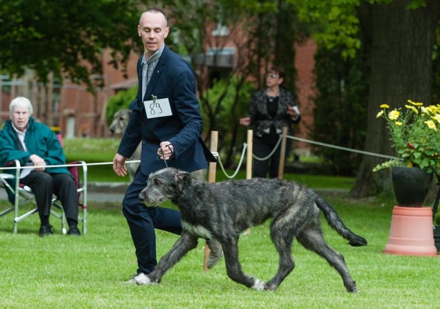 Irish Wolfhound Club of Canada - 17th Québec Regional Specialty  - June 1, 2019
