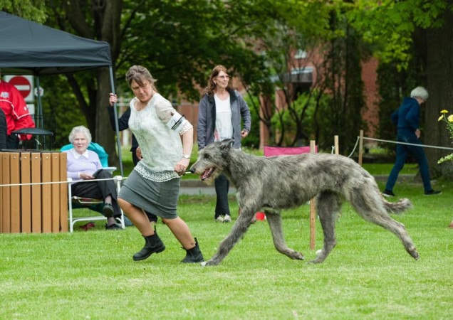 Irish Wolfhound Club of Canada - 17th Québec Regional Specialty  - June 1, 2019