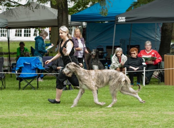 Irish Wolfhound Club of Canada - 17th Québec Regional Specialty  - June 1, 2019