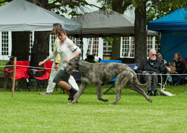 Irish Wolfhound Club of Canada - 17th Québec Regional Specialty  - June 1, 2019