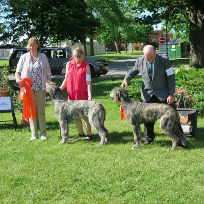 Irish Wolfhound Club of Canada - Québec Regional Specialty Castlekeep’s Scarlet Magnolia  & Steel Will
