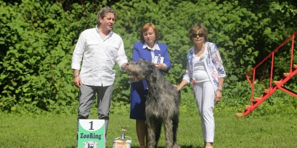 Irish Wolfhound National Breed Club Specialty Russia - Dwars' Valley Percons , 20 months old , from open class got  1st excellent