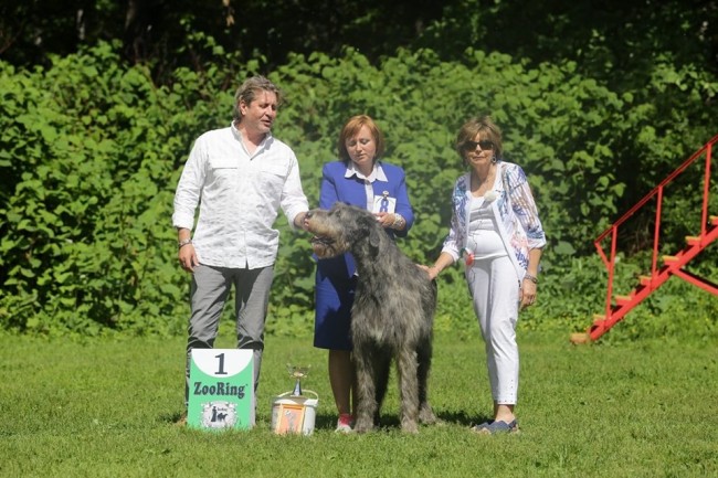Irish Wolfhound National Breed Club Specialty Russia - Dwars' Valley Percons , 20 months old , from open class got  1st excellent