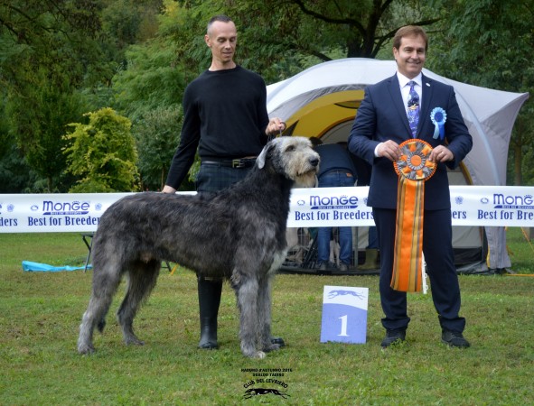 Irish Wolfhound – Sighthounds Fall Club Show Gualdo Tadino (PG) Tommy dei Mangialupi 2 days BEST IN SHOW