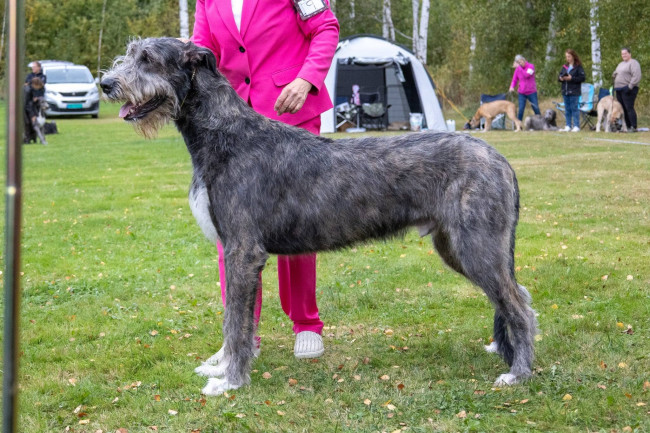 Irish Wolfhound Specialty  Djurås 2026  Sweden 🇸🇪