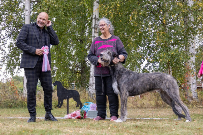 Irish Wolfhound Specialty  Djurås 2026  Sweden 🇸🇪