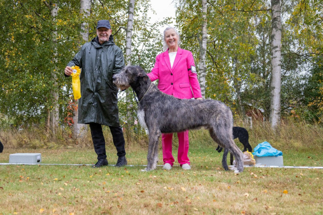 Irish Wolfhound Specialty  Djurås 2026  Sweden 🇸🇪