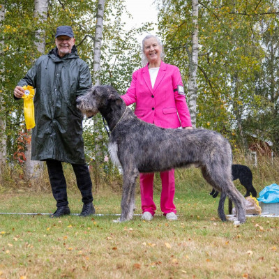 Irish Wolfhound Specialty  Djurås 2026  Sweden 🇸🇪