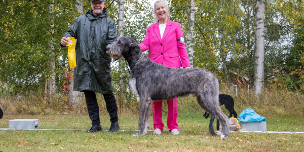 Irish Wolfhound Specialty  Djurås 2026  Sweden 🇸🇪