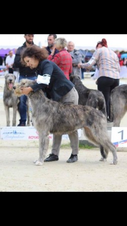 Irish Wolfhound Specialty  Pompadour 2019