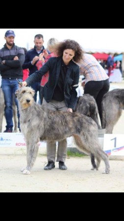 Irish Wolfhound Specialty  Pompadour 2019