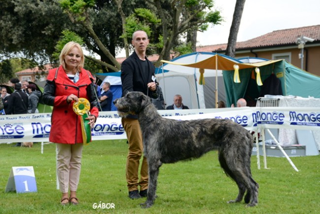 Italian Specialty Padenghe sul Garda Bianca di DonnaFrancesca, 13 months old, on her second Italian Dog Show got   JUNIOR BOB