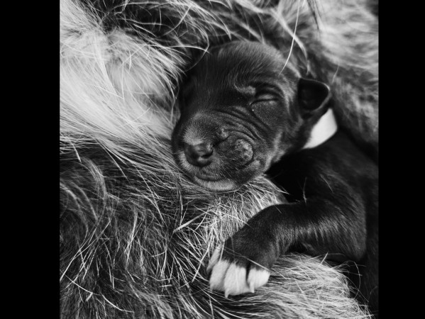 Our  D litter has reached its new families