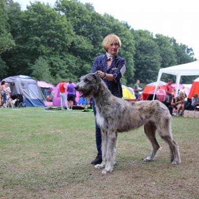 Latvian Sighthound Specialty show - Dwarfs'Valley Pascal Best junior of breed