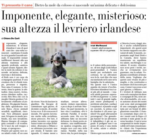 Meet the Dog | Behind the colossal bulk hides a delicate and very sweet soul. Imposing, elegant, mysterious: His Highness the Irish Wolfhound by Chiara De Carli