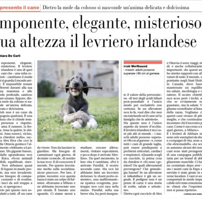 Meet the Dog | Behind the colossal bulk hides a delicate and very sweet soul. Imposing, elegant, mysterious: His Highness the Irish Wolfhound by Chiara De Carli