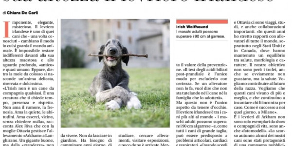 Meet the Dog | Behind the colossal bulk hides a delicate and very sweet soul. Imposing, elegant, mysterious: His Highness the Irish Wolfhound by Chiara De Carli