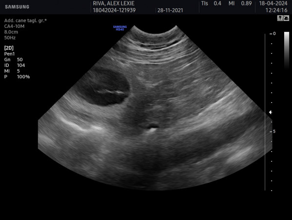 Heat and Gestation Monitoring in the Irish Wolfhound
