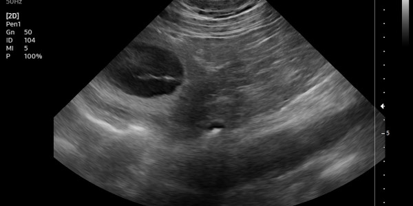 Heat and Gestation Monitoring in the Irish Wolfhound