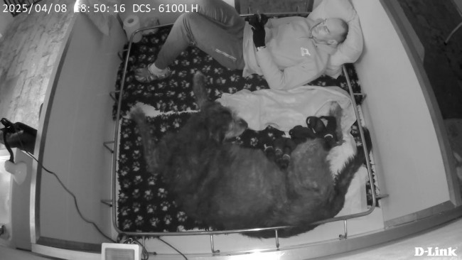 Heat and Gestation Monitoring in the Irish Wolfhound