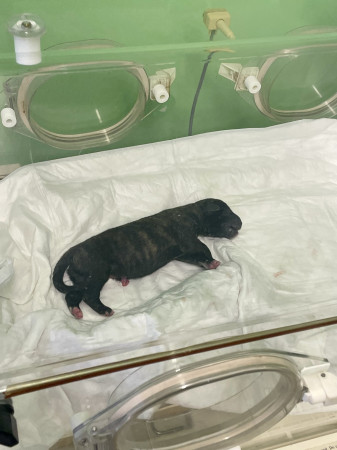 Heat and Gestation Monitoring in the Irish Wolfhound