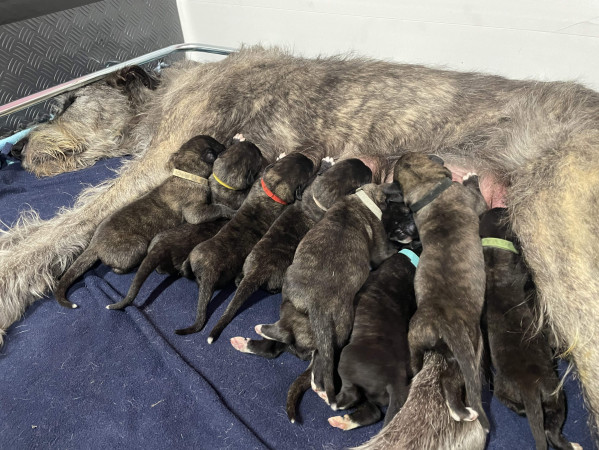 Heat and Gestation Monitoring in the Irish Wolfhound