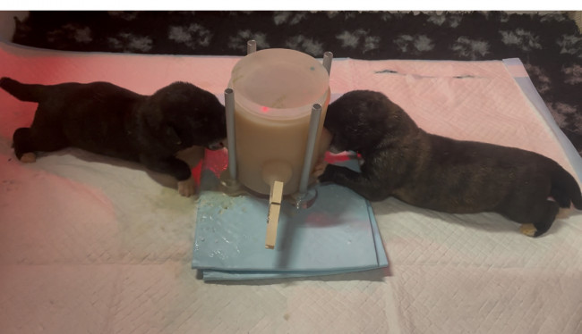 Heat and Gestation Monitoring in the Irish Wolfhound