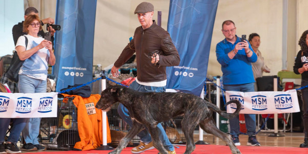 International Dog Show Bergamo 🇮🇹