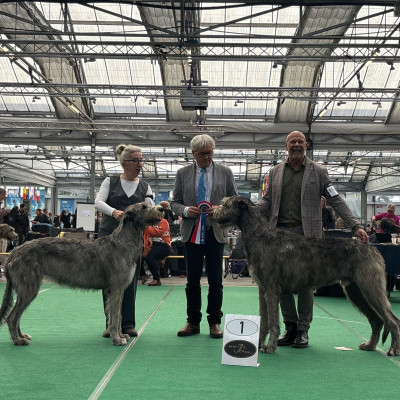 Bleiswijk International Dog Show Netherlands 🇳🇱