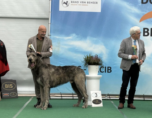 Bleiswijk International Dog Show Netherlands 🇳🇱