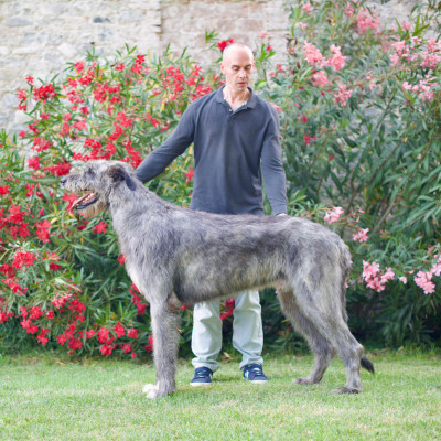 PISA INTERNATIONAL DOG SHOW 🇮🇹