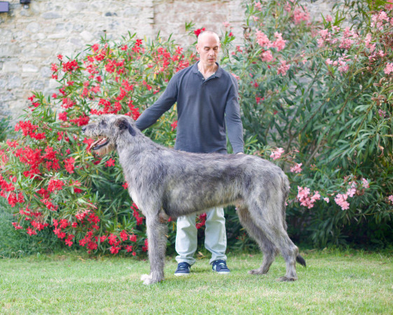 PISA INTERNATIONAL DOG SHOW 🇮🇹