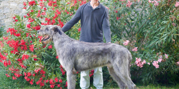 PISA INTERNATIONAL DOG SHOW 🇮🇹