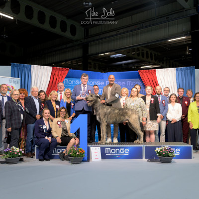 International Dog  Show  Luxemburg 🇱🇺 Cuore went BEST IN SHOW at only 15 months old.