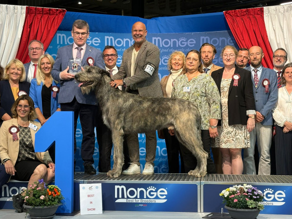 International Dog  Show  Luxemburg 🇱🇺 Cuore went BEST IN SHOW at only 15 months old.