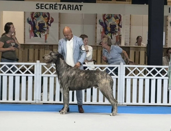 International Dog  Show  Luxemburg 🇱🇺 Cuore went BEST IN SHOW at only 15 months old.