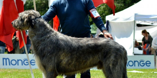 National Dog Show Seveso 🇮🇹